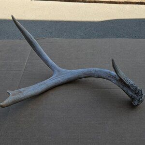 Genuine Mule Deer Shed Antler